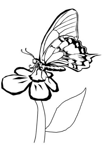 Butterfly Coloring Pages 8